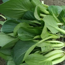 【菜苔】小白菜苔/安徽菜苔/全国发货/价格便宜/欢迎采购