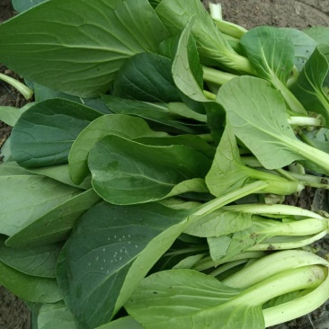 【菜苔】小白菜苔/安徽菜苔/全国发货/价格便宜/欢迎采购