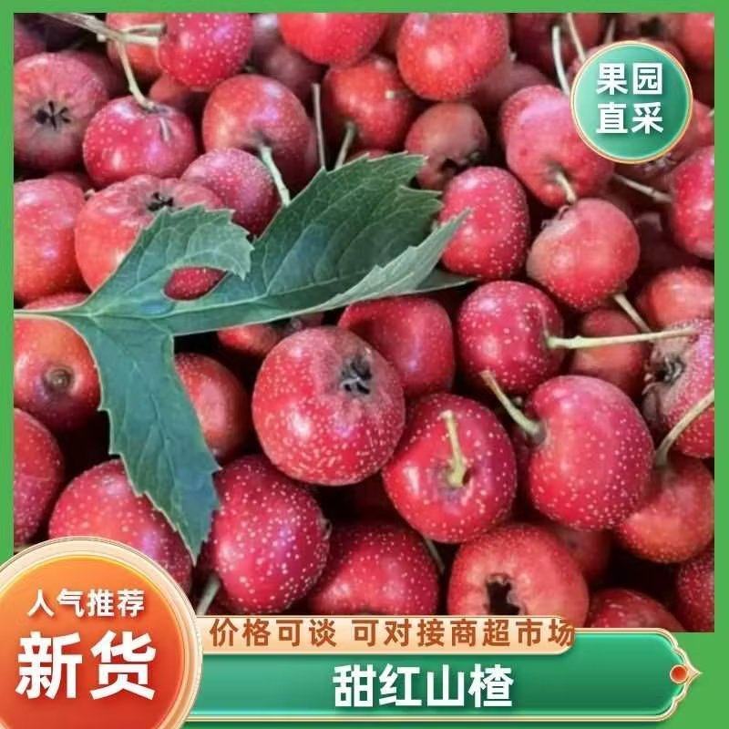 [热卖]甜红山楂，产地直发，量大从优，欢迎致电