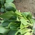 【菜苔】小白菜苔/安徽菜苔/全国发货/价格便宜/欢迎采购