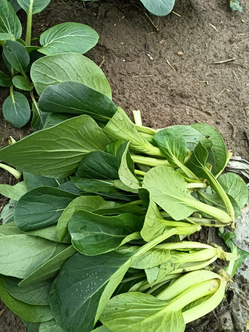 【菜苔】小白菜苔/安徽菜苔/全国发货/价格便宜/欢迎采购