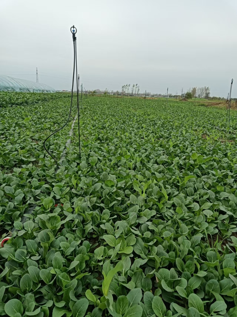 【菜苔】小白菜苔/安徽菜苔/全国发货/价格便宜/欢迎采购