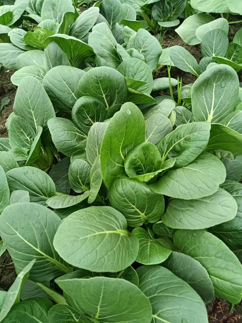 【菜苔】小白菜苔/安徽菜苔/全国发货/价格便宜/欢迎采购