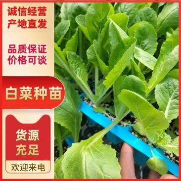 吉锦白菜苗耐低温，抗病高产，优质白菜苗基地直发