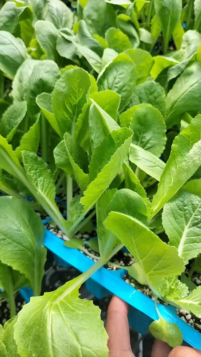 吉锦白菜苗耐低温，抗病高产，优质白菜苗基地直发