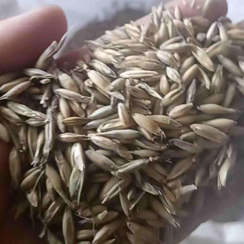 莜麦
