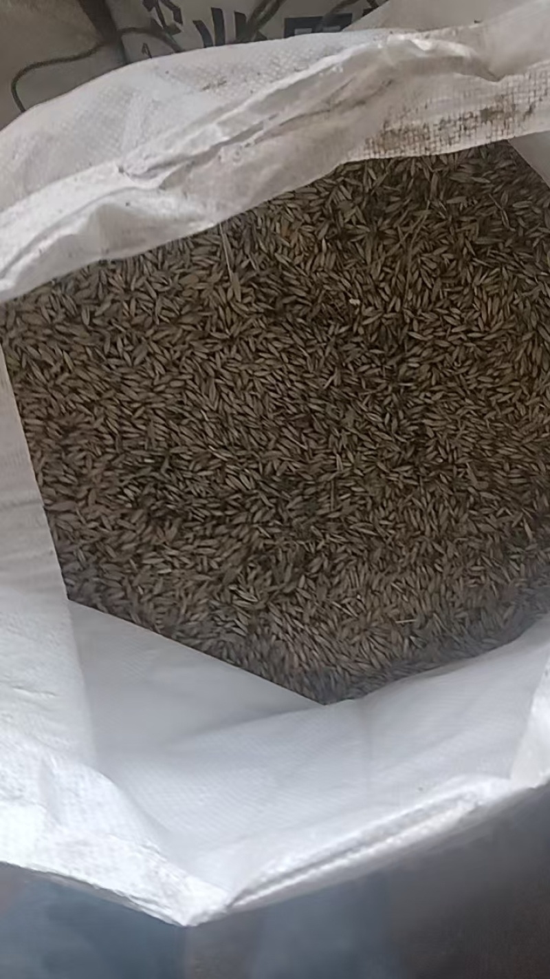 莜麦