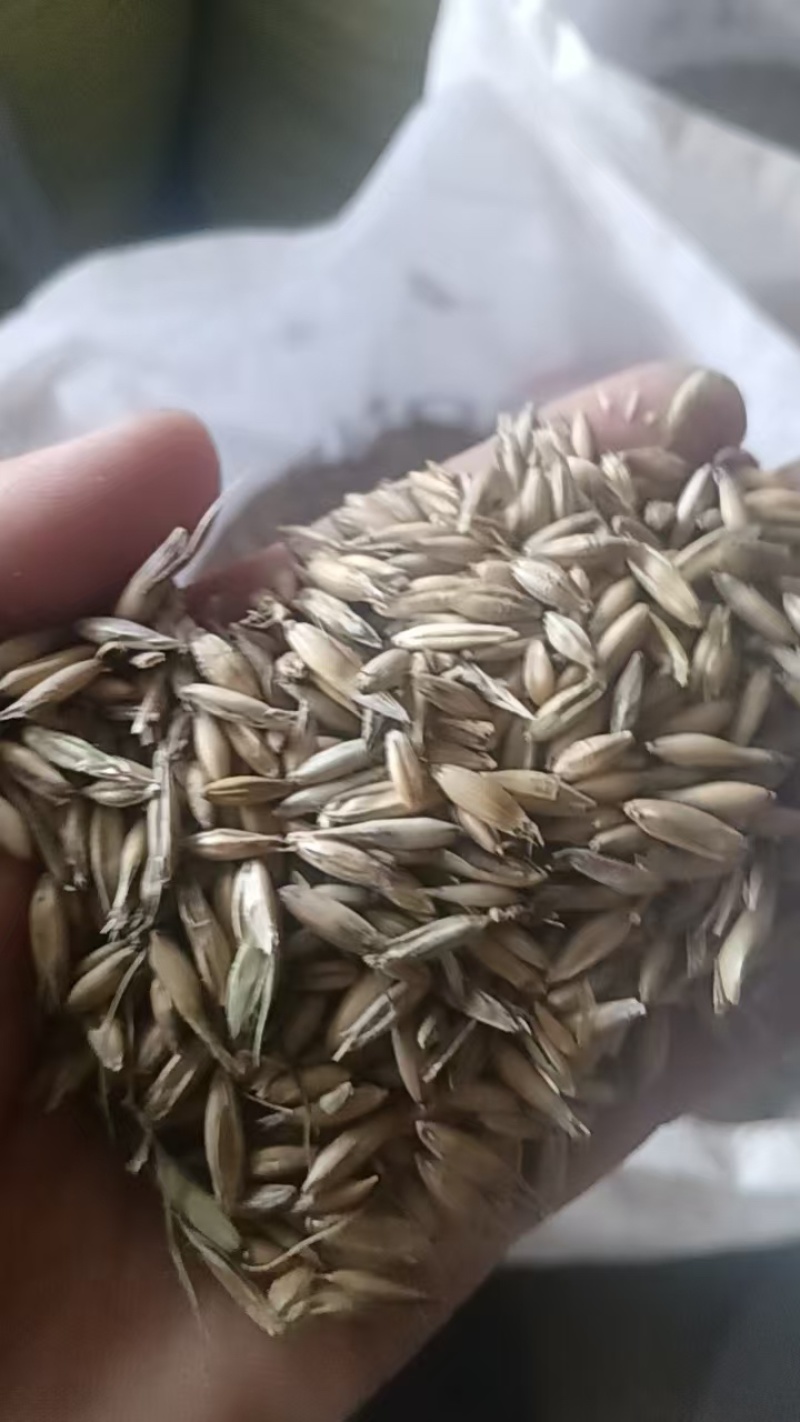 莜麦