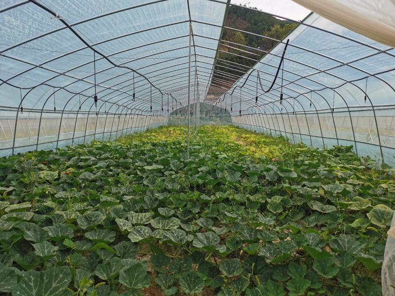 陕西省宝鸡水果南瓜粉蛮腰，自产直销可生吃品质保证