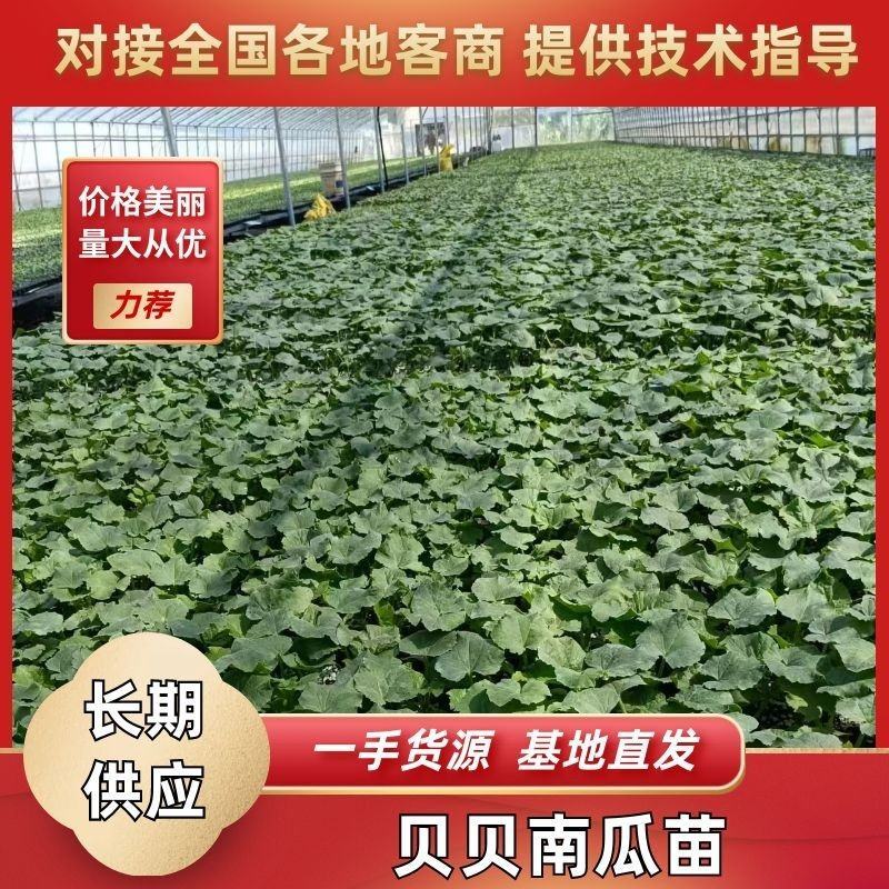 贝贝南瓜苗珍珠黑贝板栗南瓜苗软糯香甜帮销售欢迎选购