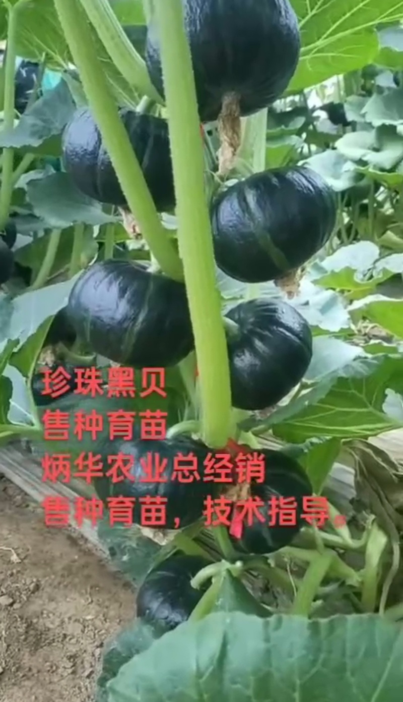贝贝南瓜苗珍珠黑贝板栗南瓜苗软糯香甜帮销售欢迎选购