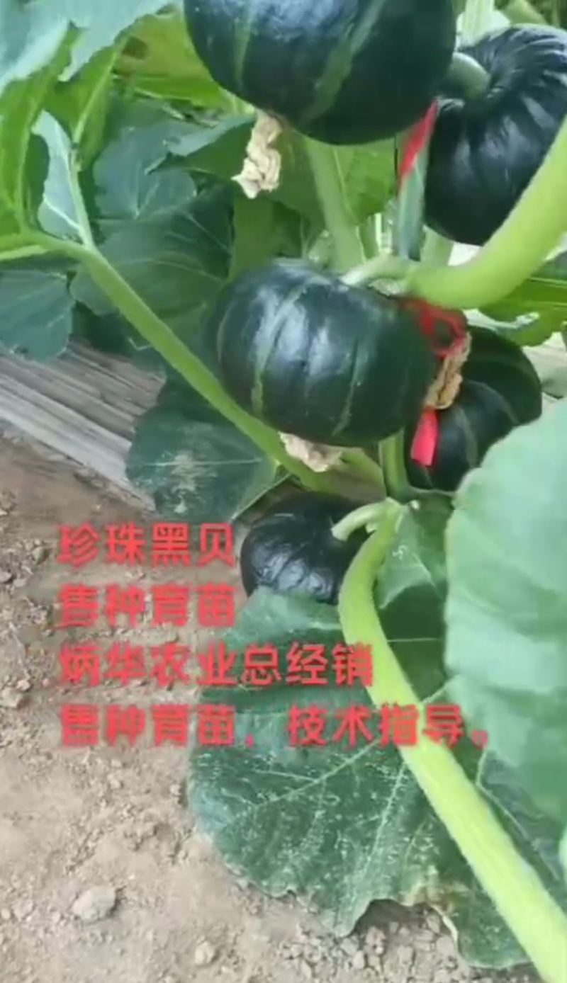 贝贝南瓜苗珍珠黑贝板栗南瓜苗软糯香甜帮销售欢迎选购