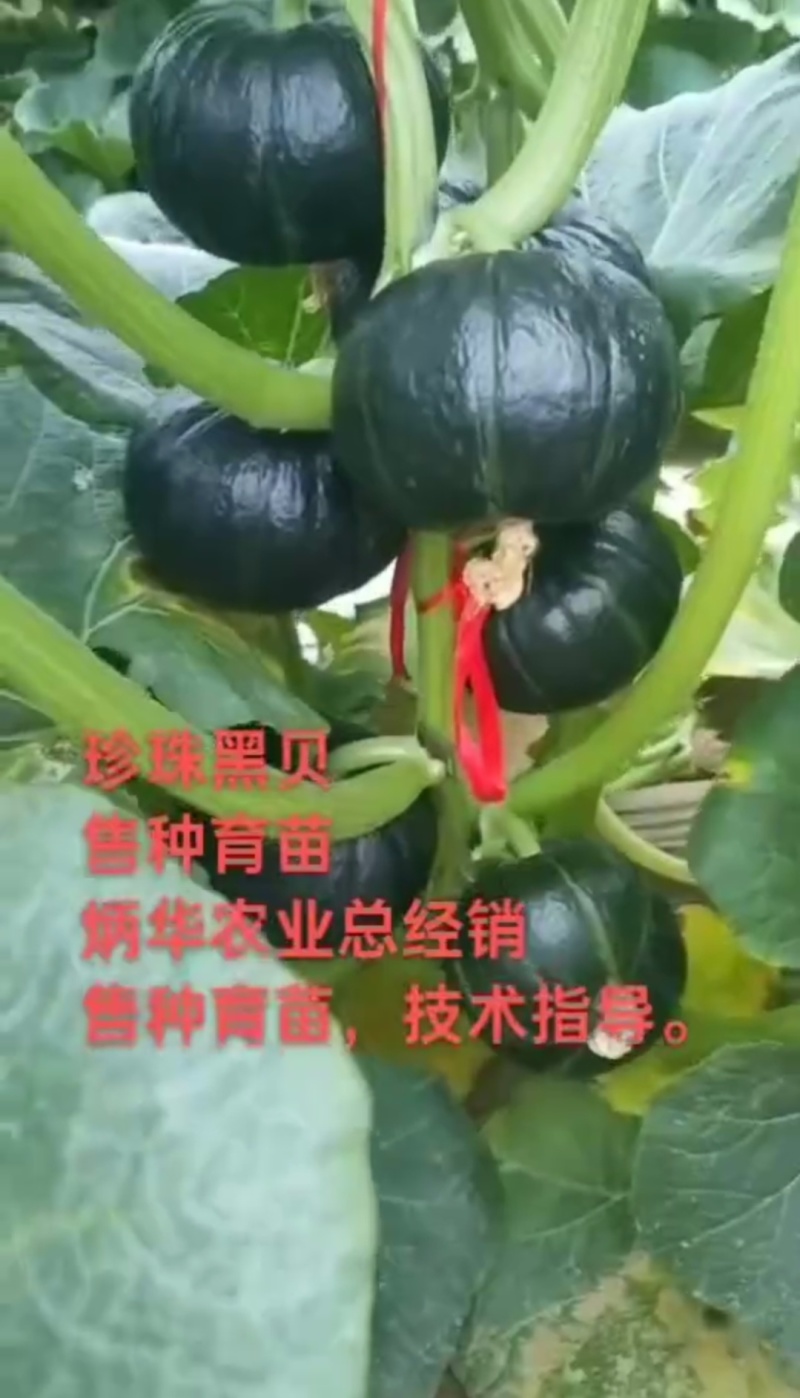 贝贝南瓜苗珍珠黑贝板栗南瓜苗软糯香甜帮销售欢迎选购