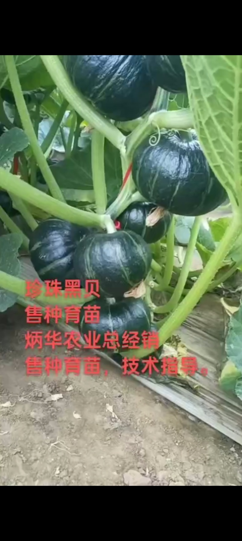 贝贝南瓜苗珍珠黑贝板栗南瓜苗软糯香甜帮销售欢迎选购