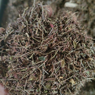 花椒杆，茎叶粉