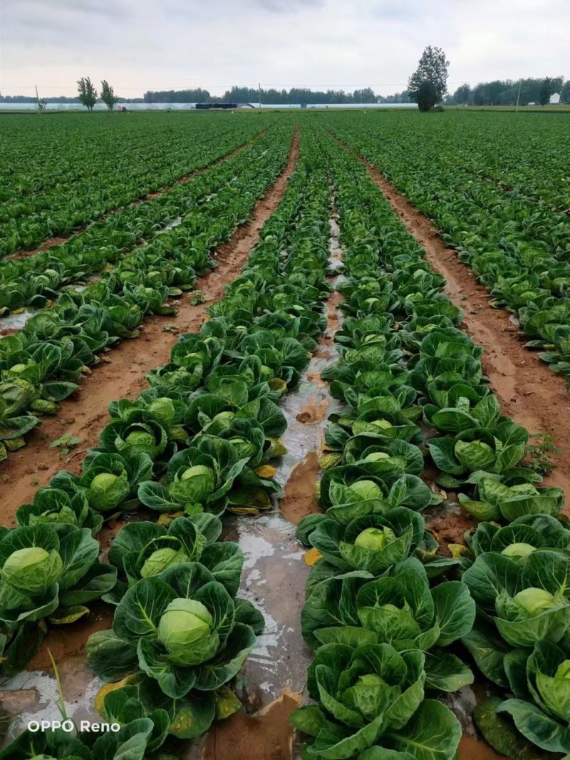 绿甘蓝安徽甘蓝球圆包菜牛心甘蓝货源稳定