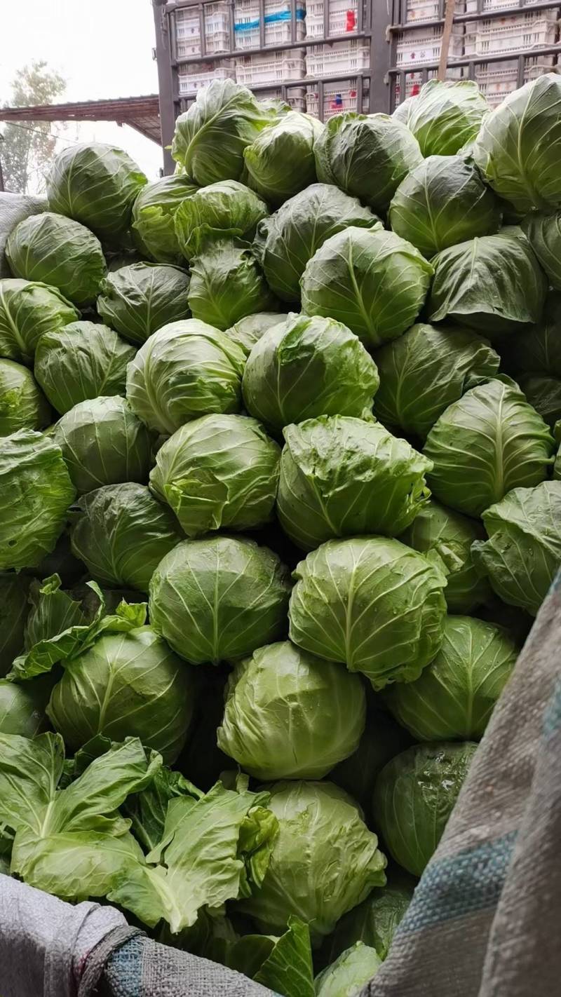 绿甘蓝安徽甘蓝球圆包菜牛心甘蓝货源稳定