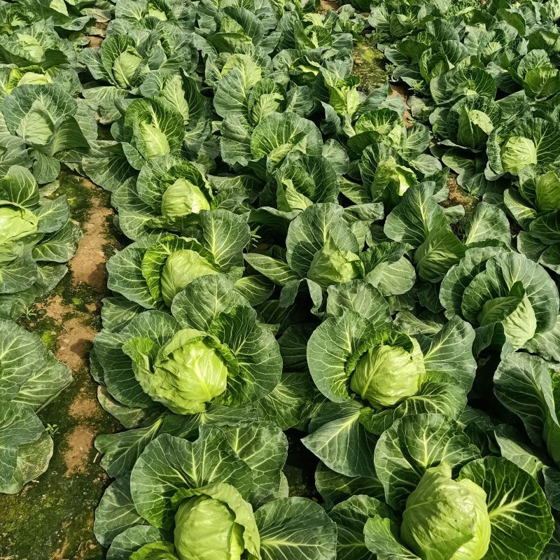 绿甘蓝安徽甘蓝球圆包菜牛心甘蓝货源稳定
