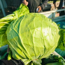 绿甘蓝安徽甘蓝球圆包菜牛心甘蓝货源稳定