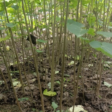 毛叶山桐子精品苗，，，，，，