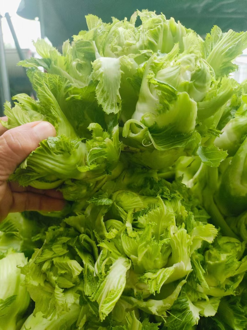 儿菜安徽娃娃头菜货源好价格低欢迎咨询合作