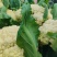 松花菜安徽有机花实花花菜承接商超配菜代收代发全国市