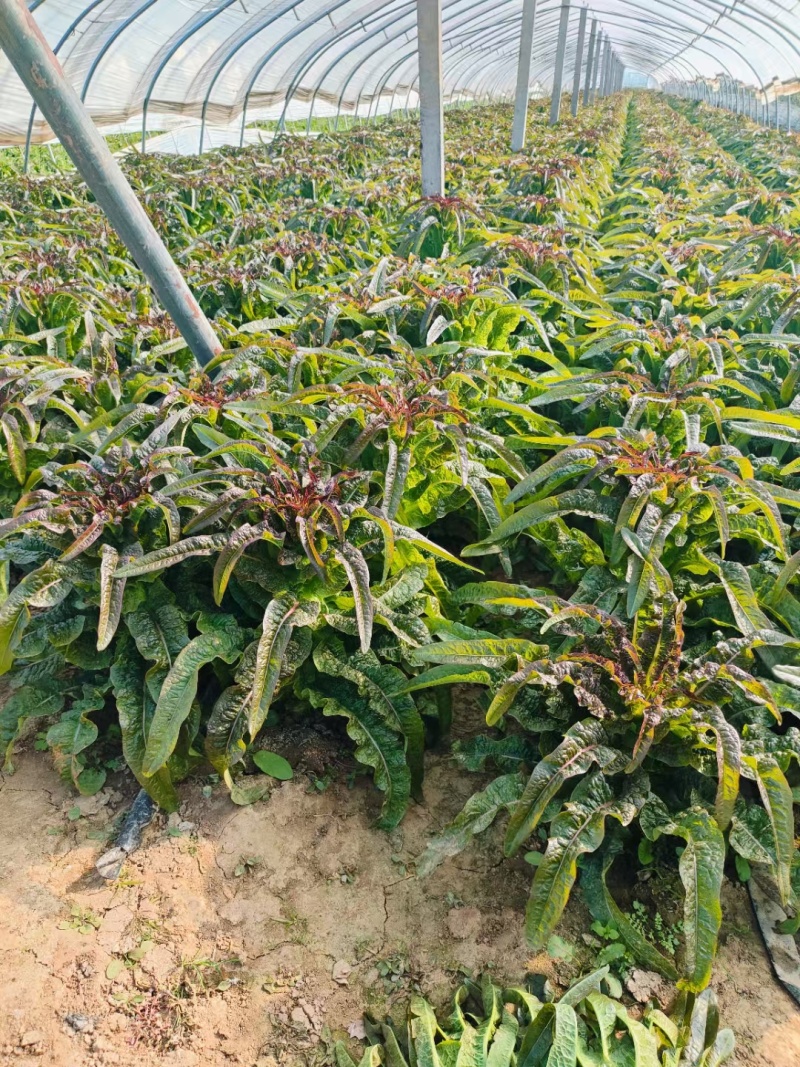 莴笋红叶莴苣安徽万亩大棚红尖叶莴苣货源稳定一手货源