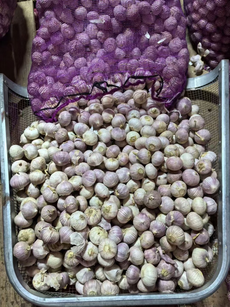 辽宁精品独头蒜