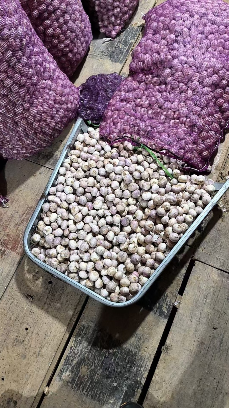 辽宁精品独头蒜