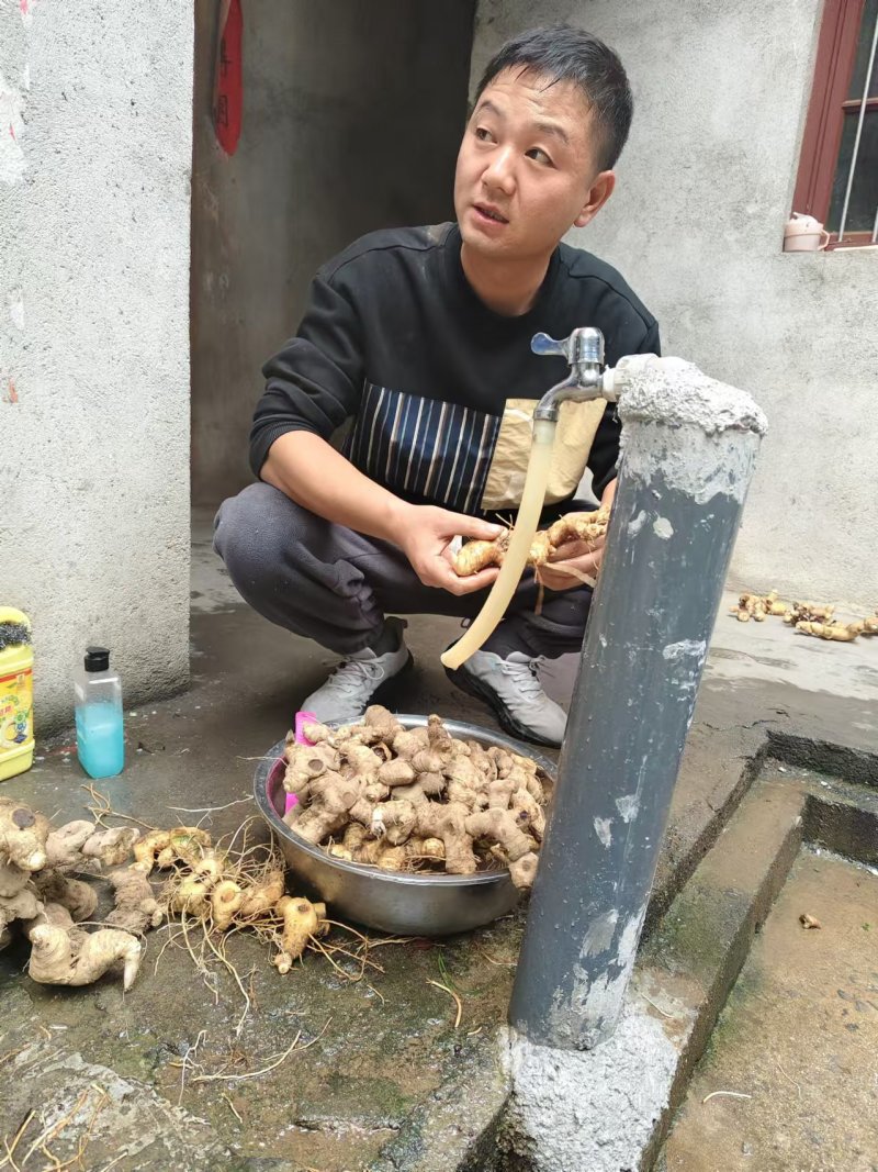 湖北野生黄精大山里纯野生的5~10年。甚至更高年头