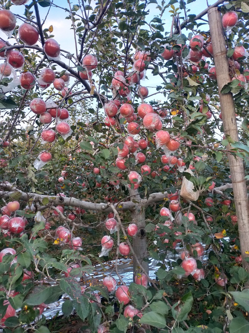 红富士苹果/山西运城纸+膜红富士/大量上市对接全国采购商