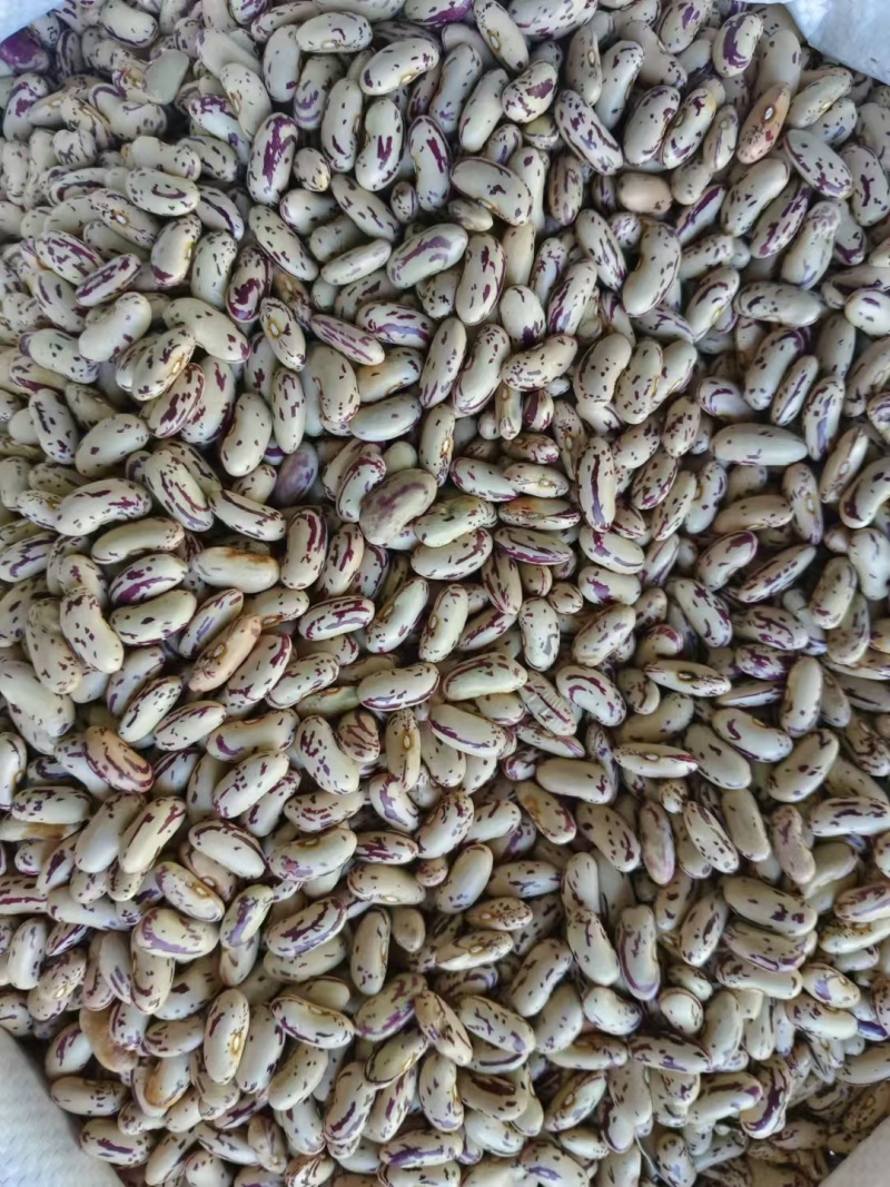 豆子
