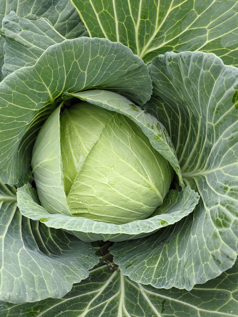 湖北包菜甘蓝莲花白平包，产地一手货源欢迎各位老板采购！