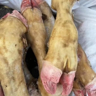 牛蹄火烧牛蹄大量供应厂家直发保质保量资质齐全