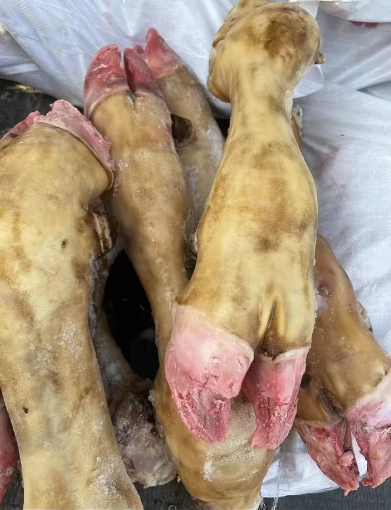 牛蹄火烧牛蹄大量供应厂家直发保质保量资质齐全