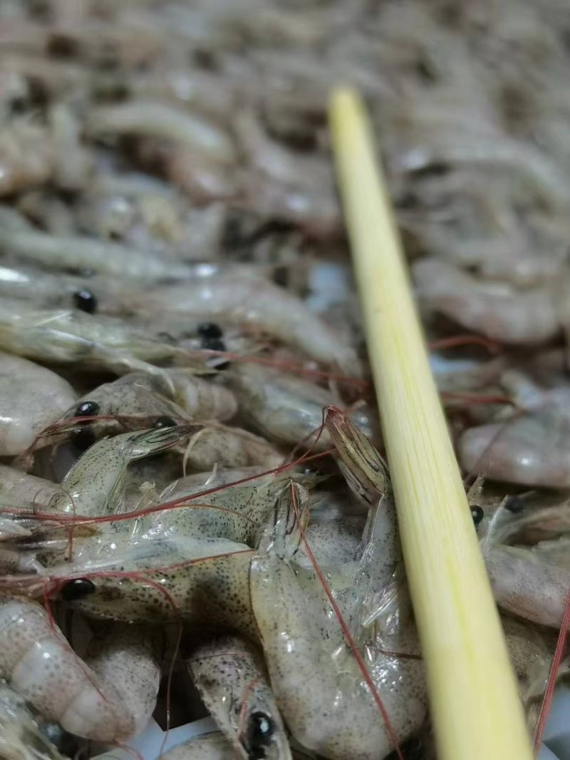 小海虾，200头左右，椒盐，油炸非常漂亮，抢手货
