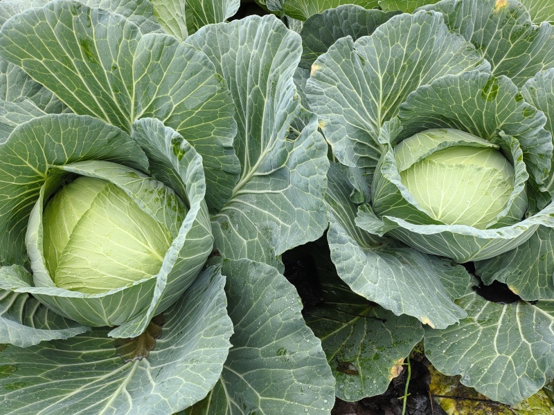 湖北包菜甘蓝莲花白平包，产地一手货源欢迎各位老板采购！