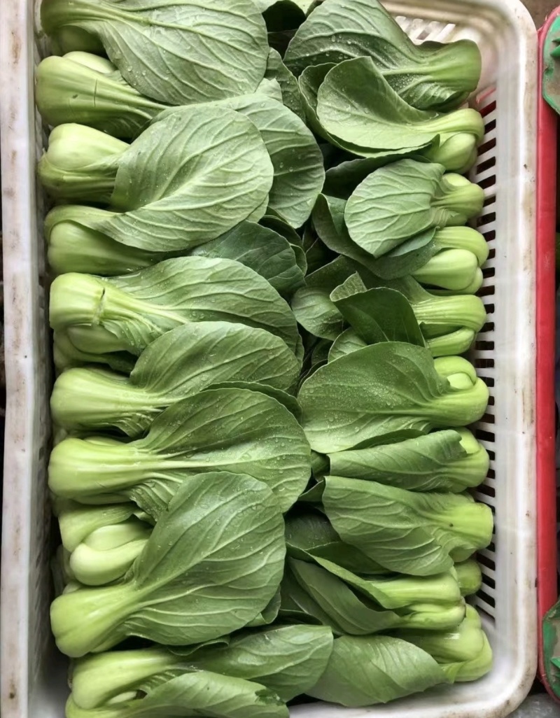 小油菜河北万亩蔬菜基地直发保质保量供货