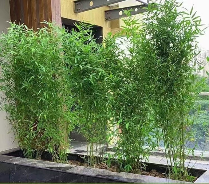 【优选】江苏宿迁青竹货源充足量大从优欢迎选购