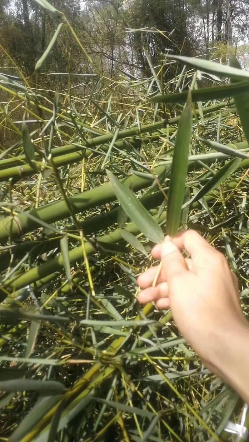 【优选】江苏宿迁青竹货源充足量大从优欢迎选购