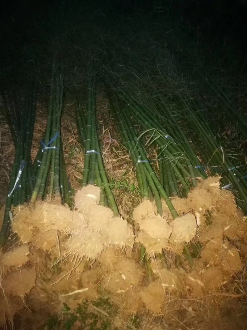 【优选】江苏宿迁青竹货源充足量大从优欢迎选购