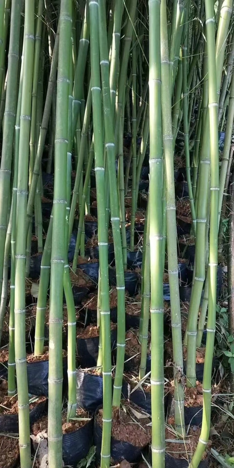 【优选】江苏宿迁青竹货源充足量大从优欢迎选购