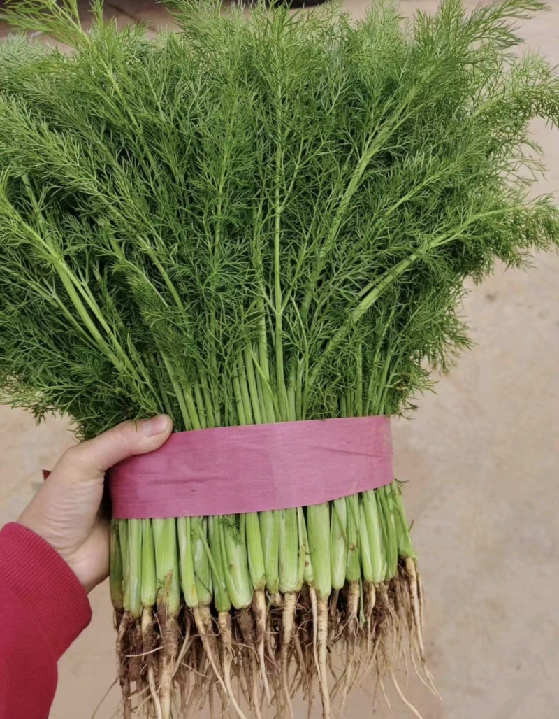 茴香河北产区直发对接全国保质保量欢迎咨询选购