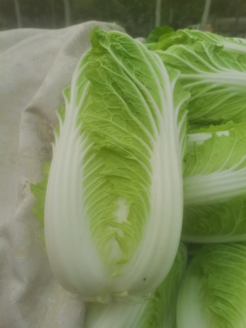 精品大白菜，大量上市