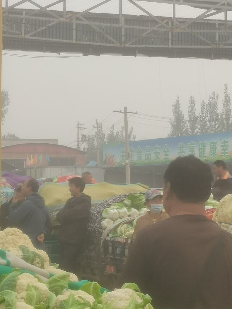 精品大白菜，大量上市