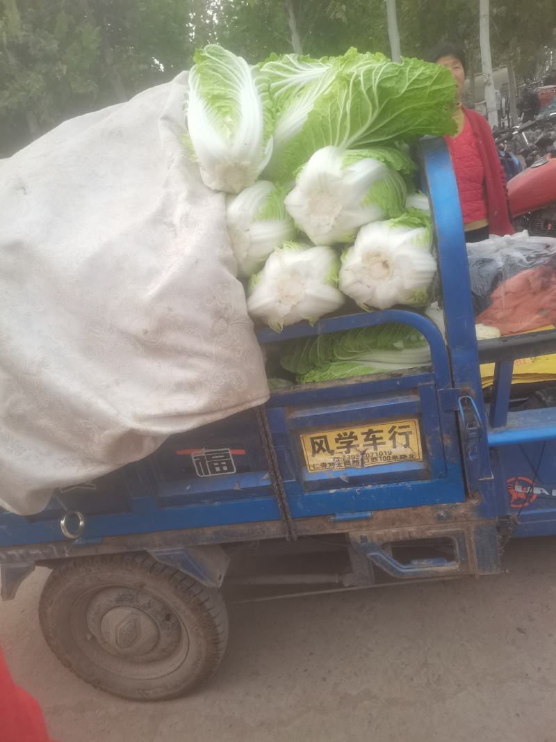 精品大白菜，大量上市