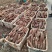 【新品上市】云南山药/佛手山药/大量供应/对接商超市场