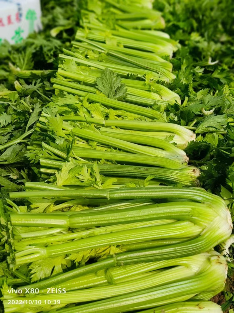 基地西芹大量上市！一手资源保证品质