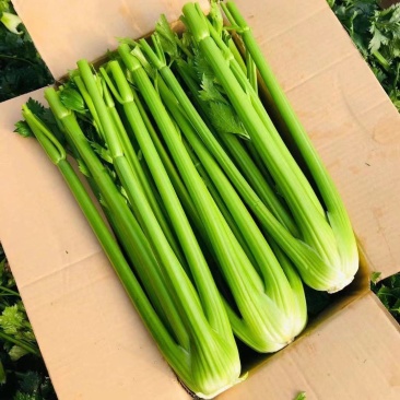 基地西芹大量上市！一手资源保证品质