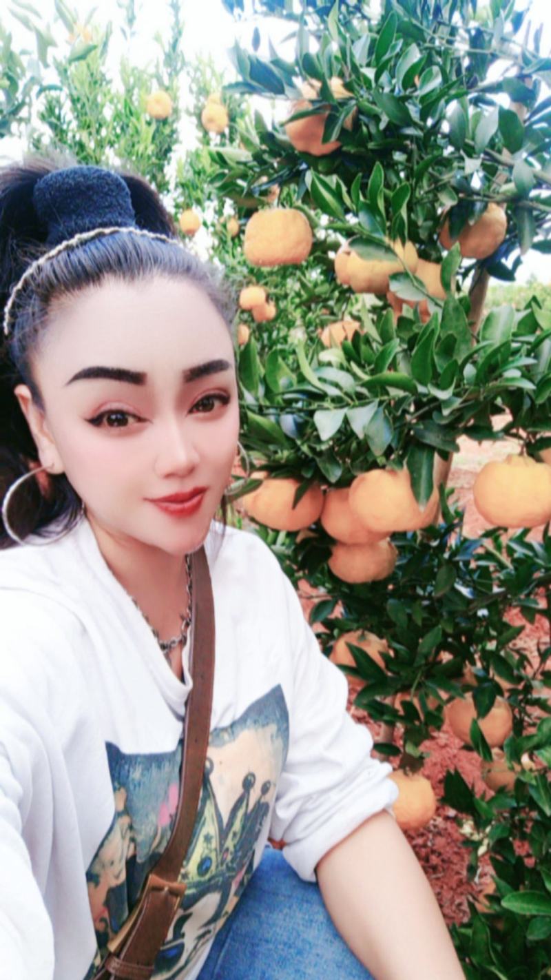 云南建水精品椪柑大量上市，基地实拍看上的老速联系！